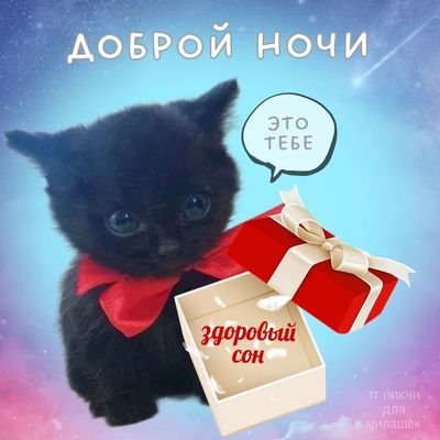 Открытка «Доброй ночи»: Открытка доброй ночи с черным котенком и подарком.