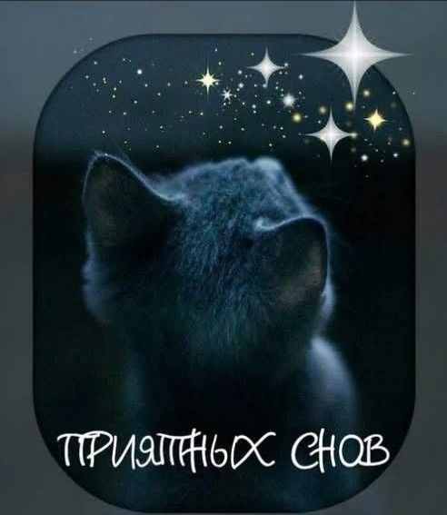 Открытка «Доброй ночи»: Доброй ночи: милый котенок и звездное небо. Тэги: Спокойной ночи, Спокойной ночи, с пожелания…