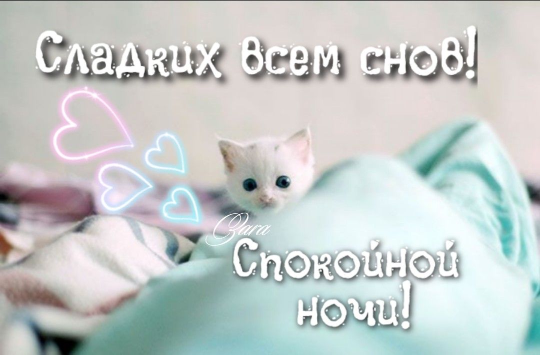 Открытка «Доброй ночи»: Спокойной ночи: милый котенок и пожелание сладких снов. Тэги: Спокойной ночи, пожелание…