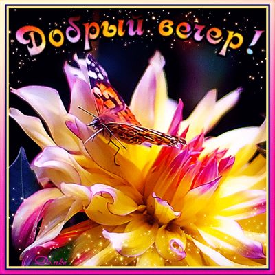 Открытка «Добрый вечер и пожелания»: Добрый вечер: «Бабочка на цветке» для настроения. Тэги: Добрый вечер красивые…