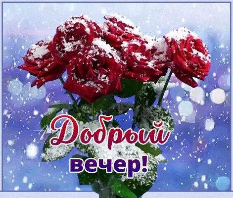 Открытка «Добрый вечер и пожелания»: Добрый вечер: «Красные розы в снегу». Тэги: Добрый зимний вечер, Добрый вечер кр…