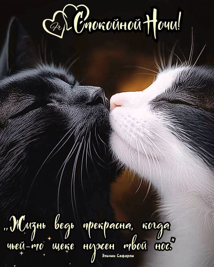 Открытка «Доброй ночи»: Спокойной ночи: ласковые котики и теплое пожелание. Тэги: Спокойной ночи, пожелание, кот…