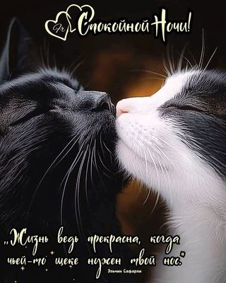 Открытка «Доброй ночи»: Спокойной ночи: ласковые котики и теплое пожелание. Тэги: Спокойной ночи, пожелание, кот…
