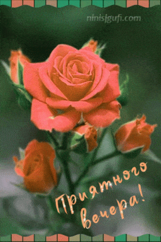 Открытка «Добрый вечер и пожелания»: Добрый вечер: Красивая открытка с коралловыми розами. Тэги: Добрый вечер женщине…