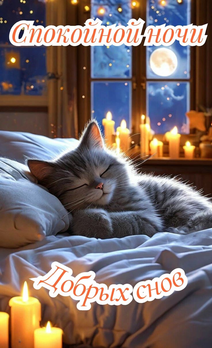 Открытка «Доброй ночи»: Спокойной ночи: милый котик и теплый свет свечей. Тэги: Спокойной ночи, Спокойной ночи…