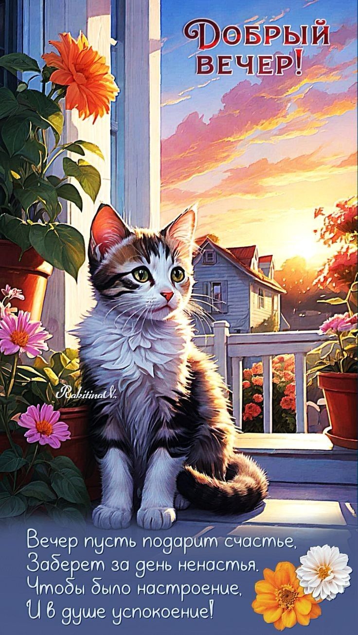 Открытка «Добрый вечер и пожелания»: Добрый вечер: пушистый котенок на закате. Тэги: Добрый вечер красивые, Доброго в…