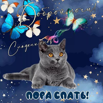 Открытка «Доброй ночи»: Спокойной ночи: открытка с британским котом и бабочками. Тэги: Спокойной ночи, Спокойной ночи…