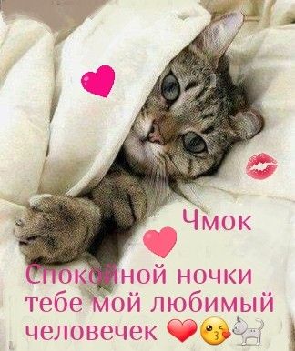 Открытка «Доброй ночи»: Спокойной ночи любимому: милый кот под одеялом. Тэги: Спокойной ночи, пожелание, кот, сердце…