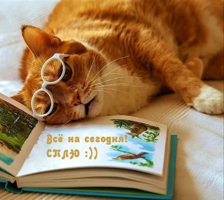 Открытка «Доброй ночи»: Доброй ночи: Смешной рыжий кот с книжкой. Тэги: Спокойной ночи, Спокойной ночи, с пожеланиями…