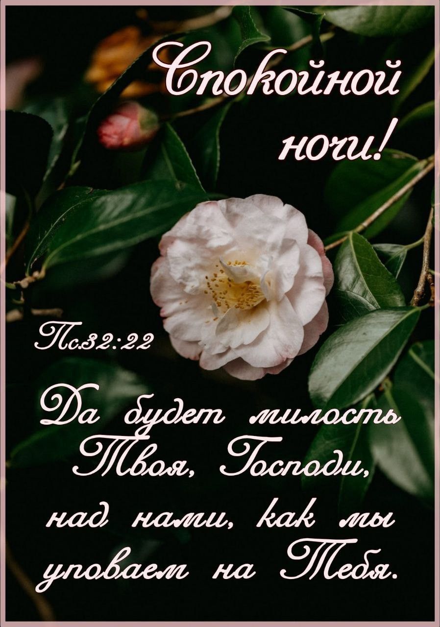 Открытка «Доброй ночи»: Спокойной ночи: Христианская открытка с камелией. Тэги: Спокойной ночи, христианский, Спокойн…