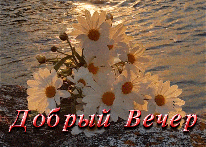 Открытка «Доброго летнего вечера»: Добрый вечер: красивый букет ромашек на закате. Тэги: Добыий вечер, гифки, Добрый…