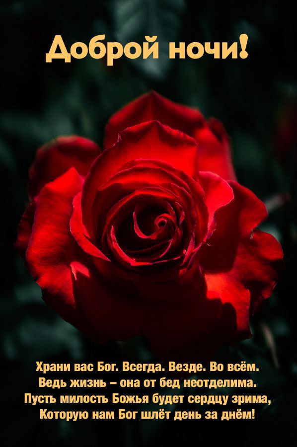 Открытка «Доброй ночи»: Христианское пожелание доброй ночи с алой розой. Тэги: Спокойной ночи, христианский, Спокойно…