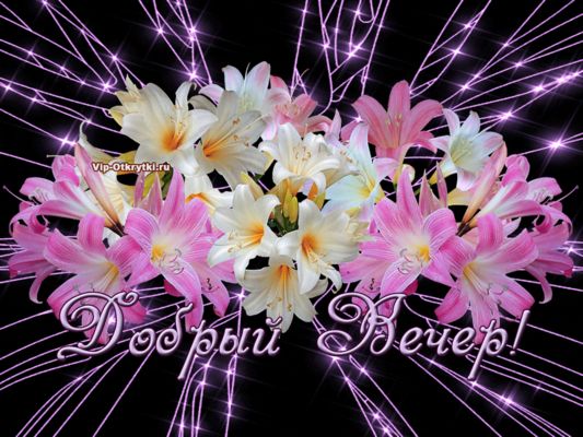 Открытка «Добрый вечер и пожелания»: Добрый вечер: Красивая открытка с лилиями. Тэги: Добрый вечер женщине, Доброго в…