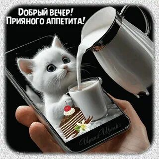 Открытка «Добрый вечер и пожелания»: Добрый вечер и приятного аппетита от белого котенка. Тэги: Прикольный добрый веч…