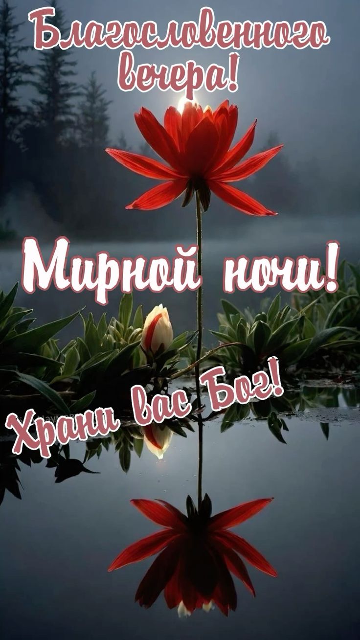 Открытка «Доброй ночи»: Добрый вечер и мирной ночи: благословение и цветок. Тэги: христианский, мирный, Добрый вечер…
