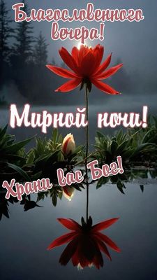 Открытка «Доброй ночи»: Добрый вечер и мирной ночи: благословение и цветок. Тэги: христианский, мирный, Добрый вечер…