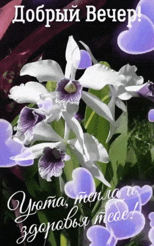 Открытка «Добрый вечер и пожелания»: Добрый вечер: «Нежные орхидеи» для настроения. Тэги: Добрый вечер красивые…
