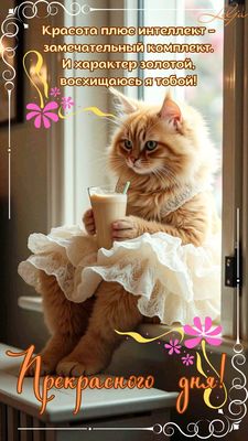 Открытка «Хорошего дня»: Добрый день: «Красивая кошка в платье». Тэги: Добрый день, Отличного настроения, пожелание…