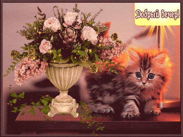 Открытка «Добрый вечер и пожелания»: Добрый вечер: пушистый котенок и букет роз. Тэги: Доброго вечера и хорошего наст…