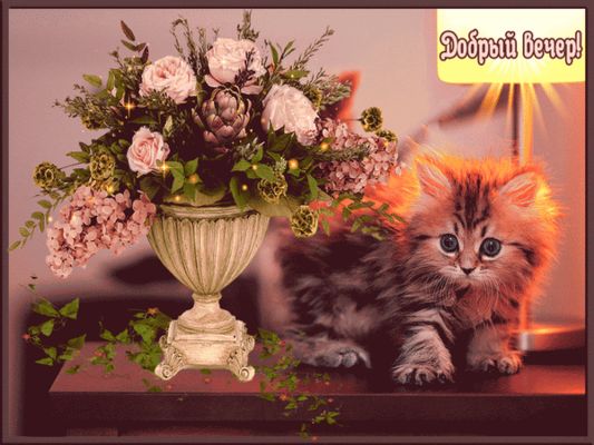 Открытка «Добрый вечер и пожелания»: Добрый вечер: пушистый котенок и букет роз. Тэги: Доброго вечера и хорошего наст…