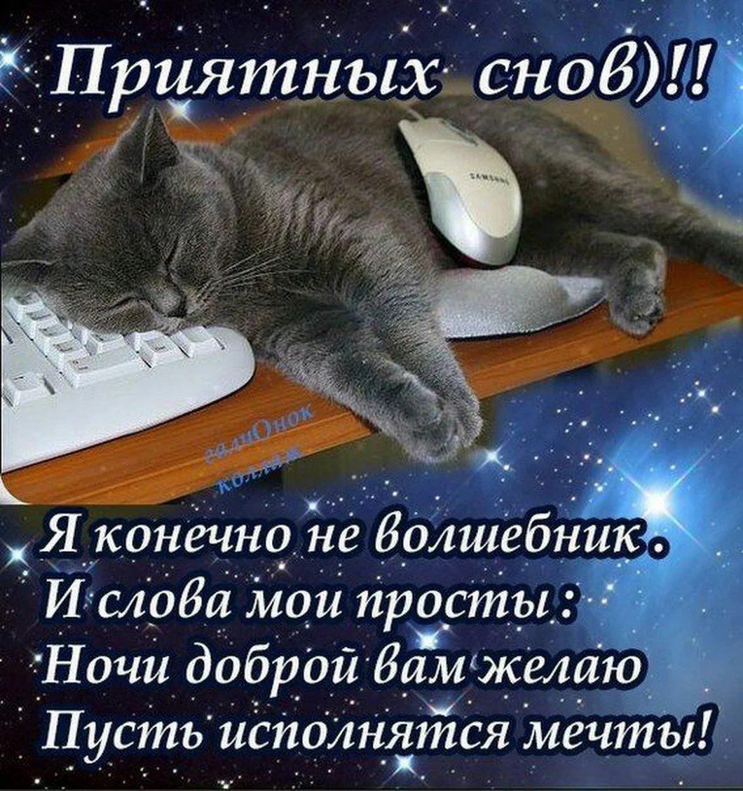 Открытка «Доброй ночи»: Спокойной ночи: прикольный кот у компьютера. Тэги: Спокойной ночи, Спокойной ночи, с пожелани…