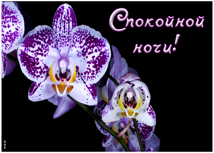 Открытка «Доброй ночи»: Доброй ночи: красивые орхидеи на темном фоне.