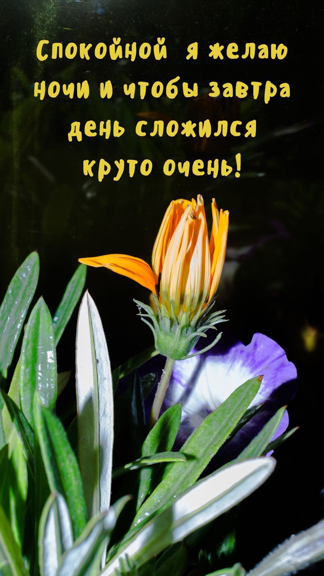 Открытка «Доброй ночи»: Спокойной ночи: стильное пожелание с цветами. Тэги: Спокойной ночи, ночной, Спокойной ночи…