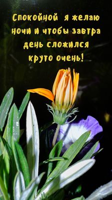 Открытка «Доброй ночи»: Спокойной ночи: стильное пожелание с цветами. Тэги: Спокойной ночи, ночной, Спокойной ночи…