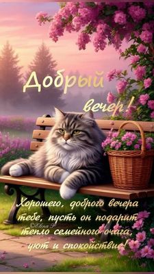 Открытка «Проза»: Добрый вечер: пушистый кот на скамейке. Тэги: Добрый вечер и пожелания, Добрый вечер красивые…