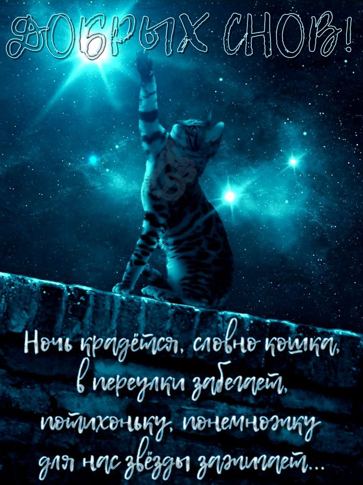 Открытка «Доброй ночи»: Спокойной ночи: Кот под звездным небом. Тэги: Спокойной ночи, Спокойной ночи, красивые…