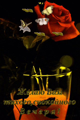 Открытка «Добрый вечер и пожелания»: Добрый вечер: Красная роза с пожеланием уюта. Тэги: Доброго вечера и хорошего на…