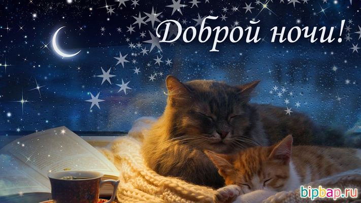 Открытка «Доброй ночи»: Спокойной и доброй ночи: «Спящие котики». Тэги: Спокойной ночи, Спокойной ночи, с пожеланиями…
