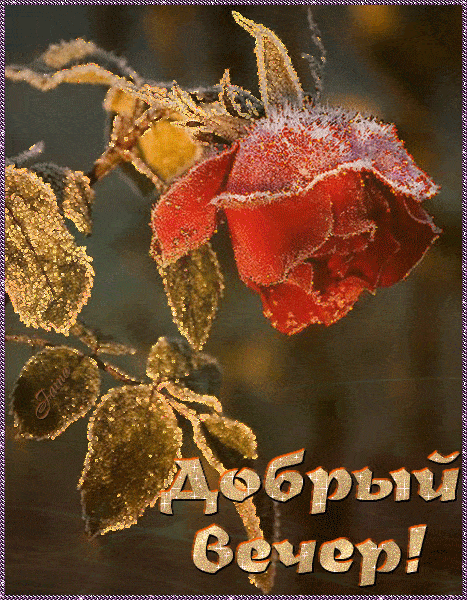 Открытка «Добрый вечер и пожелания»: Добрый вечер: Красивая роза в инее для настроения. Тэги: Добрый зимний вечер…