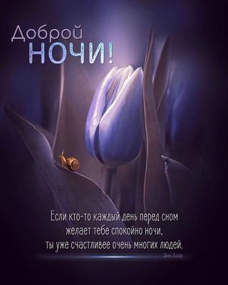 Открытка «Доброй ночи»: Доброй ночи: «Синий тюльпан и улитка». Тэги: Спокойной ночи, проза, Спокойной ночи, красивые…