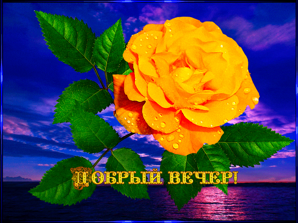 Открытка «Добрый вечер женщине»: Добрый вечер: «Золотая роза на фоне заката». Тэги: Доброго вечера и хорошего настрое…