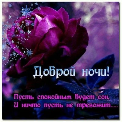 Открытка «Доброй ночи»: Спокойной ночи: фиолетовая роза и доброе пожелание. Тэги: Спокойной ночи, любимая женщина…
