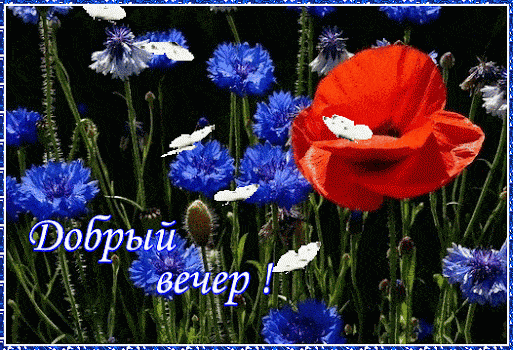 Открытка «Анимационный»: Добрый вечер! Красивая открытка с маком и васильками. Тэги: Добрый вечер и пожелания, Доброг…