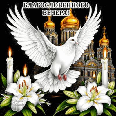 Открытка «Христианский»: Добрый вечер: «Благословенного вечера!» с белым голубем. Тэги: Добрый вечер и пожелания…