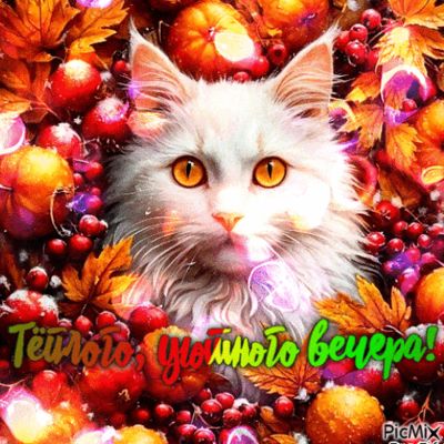 Открытка «Добрый вечер и пожелания»: Добрый вечер: пушистый белый кот в осенних листьях. Тэги: Добрый вечер красивые…