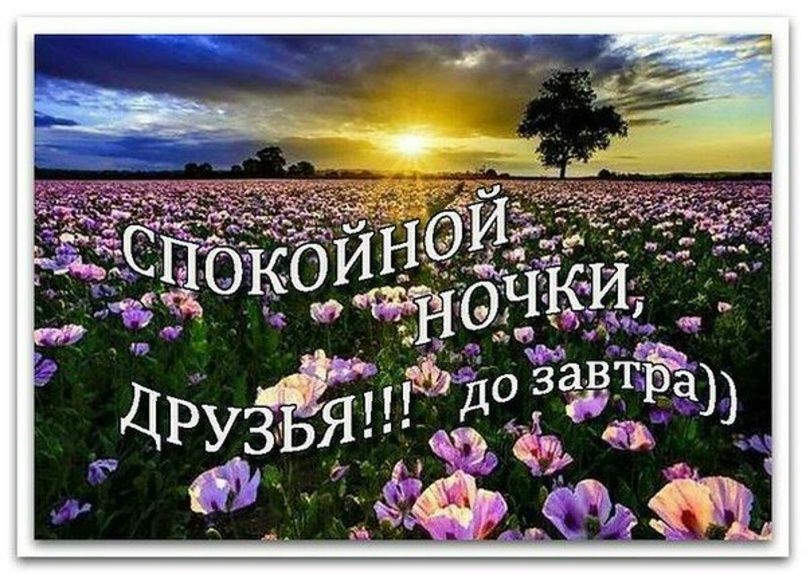 Открытка «Доброй ночи»: Спокойной ночи, друзья: красивое поле цветов. Тэги: Спокойной ночи, пожелание, надпись, дерево…
