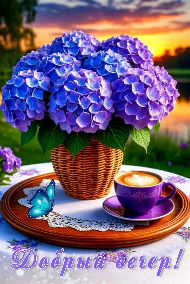 Открытка «Добрый вечер и пожелания»: Добрый вечер: Красивая гортензия и кофе на закате. Тэги: Доброго летнего вечера…