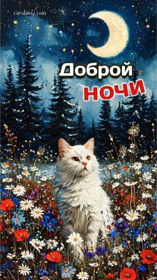 Открытка «Доброй ночи»: Спокойной ночи: «Белый кот в ночных цветах». Тэги: Спокойной ночи, Спокойной ночи, красивые…