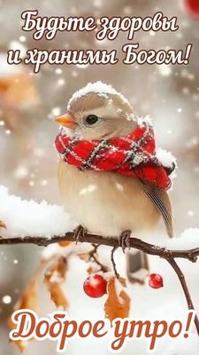 Открытка «С добрым утром»: С добрым утром: милая птичка в шарфе и пожелание. Тэги: С добрым зимним утром, С добрым ут…