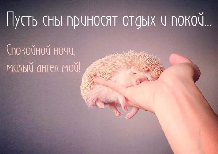 Открытка «Доброй ночи»: Доброй ночи: Милый ежик и нежное пожелание сна. Тэги: Спокойной ночи, Спокойной ночи, с пожел…