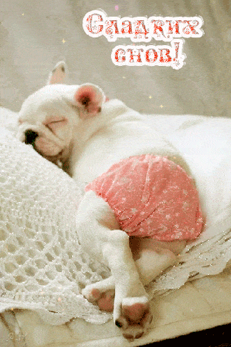 Открытка «Доброй ночи»: Доброй ночи: милый бульдог желает сладких снов. Тэги: Спокойной ночи, Спокойной ночи, с пожел…