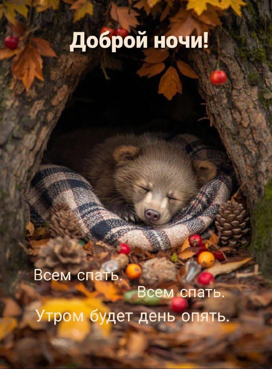 Открытка «Доброй ночи»: Спокойной ночи: милая открытка с медвежонком в дупле. Тэги: пожелание, милый, животное…
