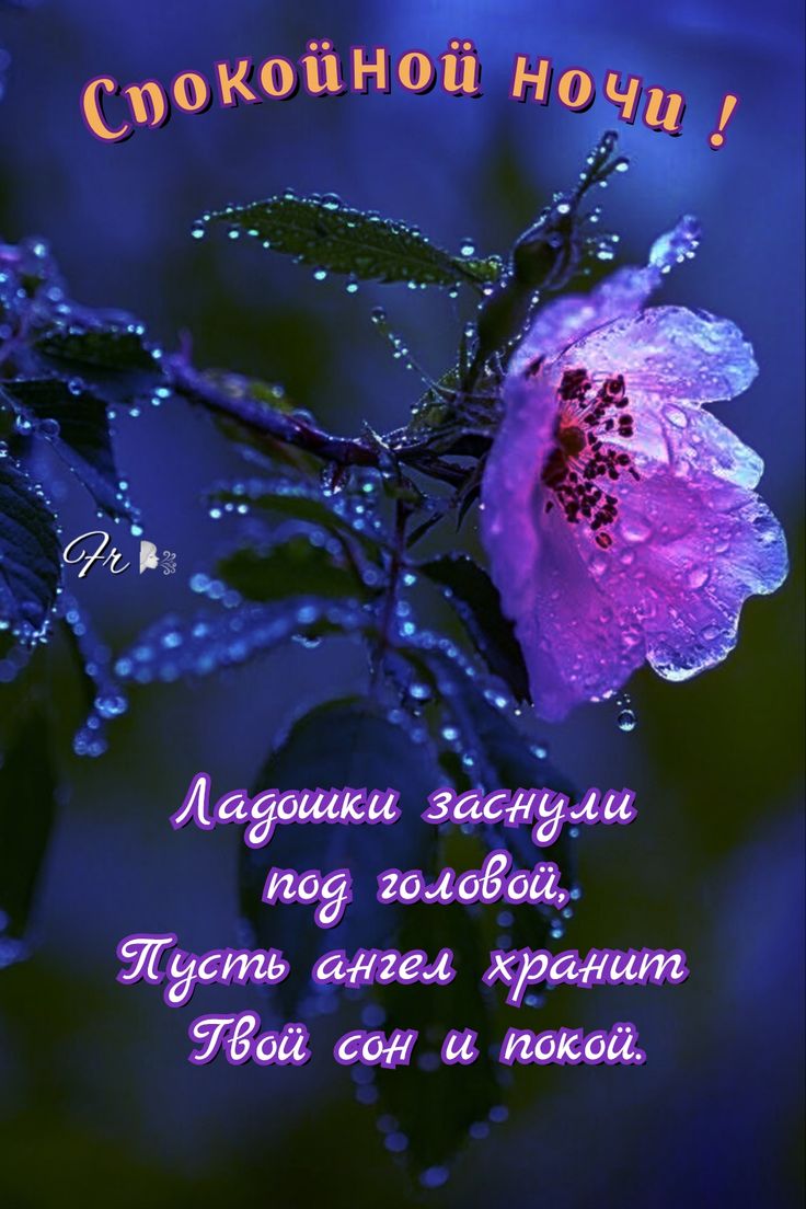 Открытка «Доброй ночи»: Спокойной ночи: нежный цветок в росе.