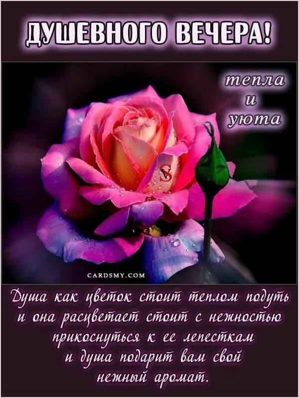Открытка «Добрый вечер и пожелания»: Добрый вечер: Душевного вечера с нежной розой. Тэги: Доброго вечера и хорошего н…