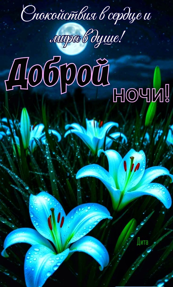 Открытка «Доброй ночи»: Доброй ночи: красивые лилии в лунном свете. Тэги: Спокойной ночи, Спокойной ночи, красивые…
