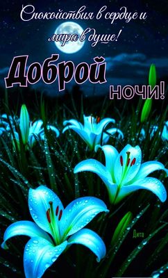 Открытка «Доброй ночи»: Доброй ночи: красивые лилии в лунном свете. Тэги: Спокойной ночи, пожелание, надпись, сердце…